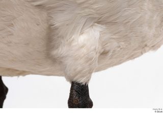 Mute swan leg 0008.jpg